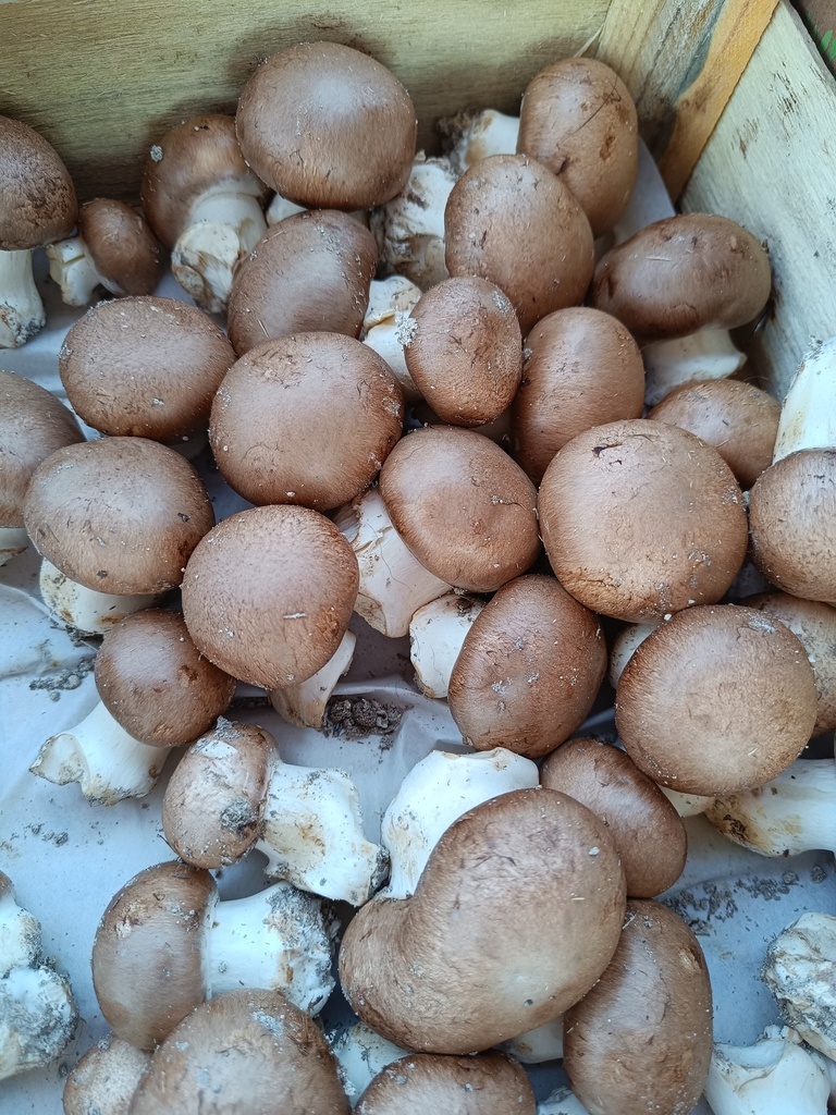 Champignons FRAIS Bio