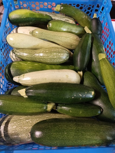 Courgettes vertes longues (vendues au kg)