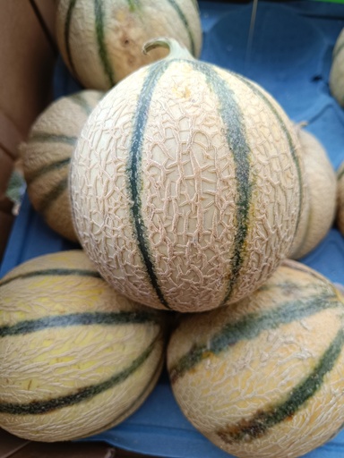 MELON