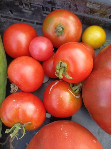 TOMATES (Vendues au Kg)