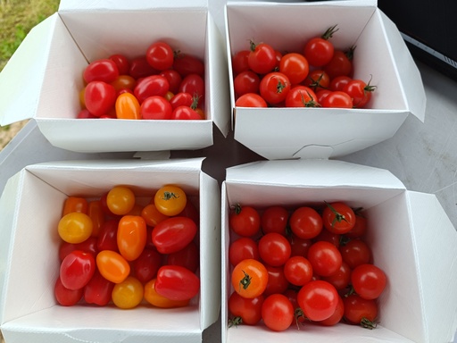 Tomates Cerises (barquette 250g)