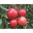 Plant potager : TOMATE Coeur de boeuf rouge  (Le lot de 10)