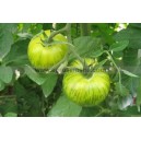 Plant potager : TOMATE Green Zebra  (Le lot de 10)