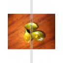 Plant potager : TOMATE Michael Pollan  (Le lot de 10)
