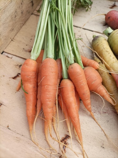 CAROTTES "Primeurs" récolte 2025 (vendues au Kg)