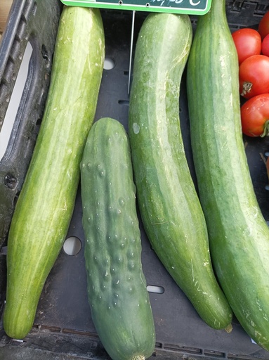 CONCOMBRE (Vendu à la pièce)